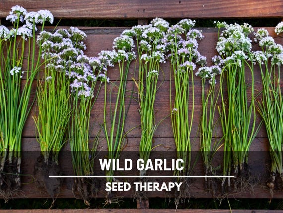 Wild Garlic Seeds – Heirloom Vegetable, Bold Wild Flavor, Non-GMO, Perennial Plant, Culinary & Garden Favorite | 25 Seeds