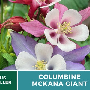 Columbine, McKana Giant mix 100 seeds Hybrid Flower AAS Winner Aquilegia coerulea image 6