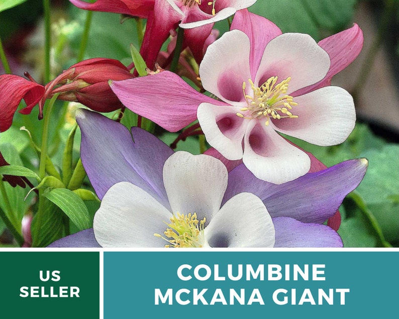 Columbine, McKana Giant mix 100 seeds Hybrid Flower AAS Winner Aquilegia coerulea image 6