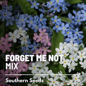 Forget-Me-Not, Mixed Colors - 100 Seeds - Heirloom Flower - Assorted Blooms (Myosotis sylvatica)