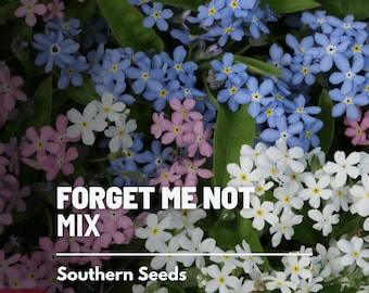 Forget-Me-Not, Mixed Colors - 100 Seeds - Heirloom Flower - Assorted Blooms (Myosotis sylvatica)