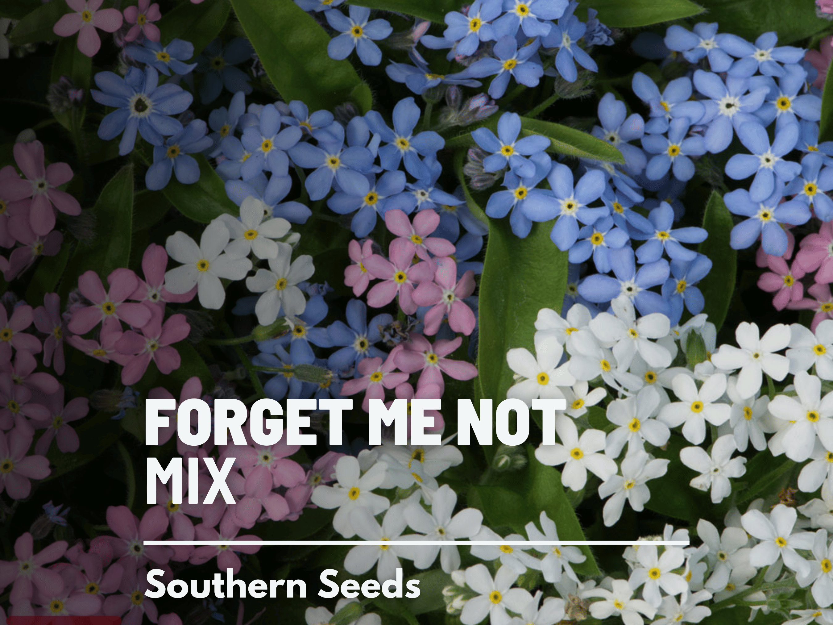 75 Firmament Forget Me Not seeds – GardeningTreasures