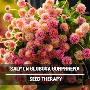 May include: A bouquet of salmon-colored Gomphrena globosa flowers, also known as globe amaranth, with a mix of pink and peach hues. The image includes the text "SALMON GLOBOSA GOMPHRENA" and "SEED THERAPY".