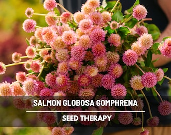Salmon Gomphrena Globosa Seeds – Heirloom Flower, Bushy Ball Shaped Blooms, Vibrant  Long Lasting Garden | 20 Seeds