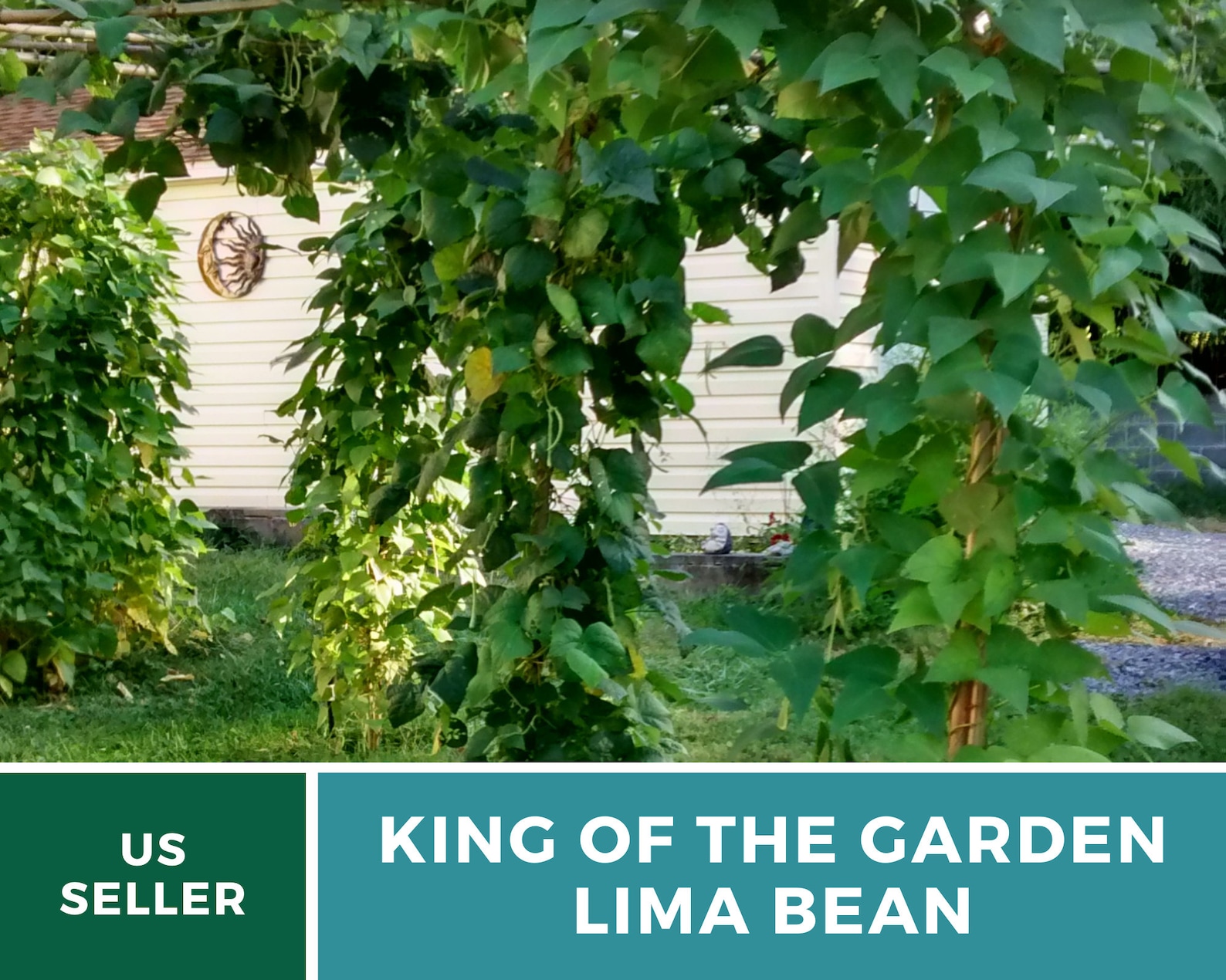 Beans Lima King of the Garden Pole Bean 15 Seeds Etsy