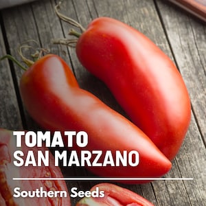Tomato, San Marzano - 50 Seeds - Heirloom Vegetable, Indeterminate Plant, Rich and Flavorful, Tomato Sauce (Lycopersicon esculentum)