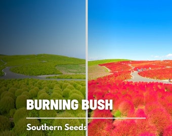 Burning Bush - 50 Seeds - Heirloom Shrub - Brilliant Foliage that Changes from Green to Red (Kochia trichophylla)