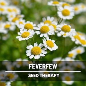 Feverfew Seeds – Heirloom Medicinal Herb, Non-GMO, Easy to Grow, Classic Pollinator & Cottage Garden Favorite | 100 Seeds image 2