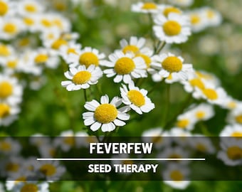 Feverfew Seeds – Heirloom Medicinal Herb, Non-GMO, Easy to Grow, Classic Pollinator & Cottage Garden Favorite | 100 Seeds