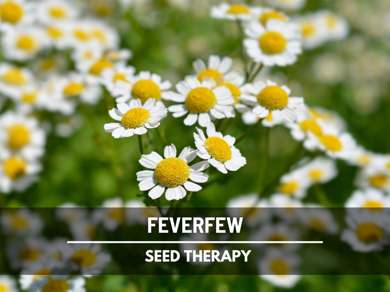 Feverfew Seeds – Heirloom Medicinal Herb, Non-GMO, Easy to Grow, Classic Pollinator & Cottage Garden Favorite | 100 Seeds image 2