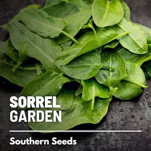 Sorrel, Garden - 200 Seeds - Heirloom Herb, Medicinal & Culinary Plant, Lemon-like Flavor, Non-GMO (Rumex acetosa)