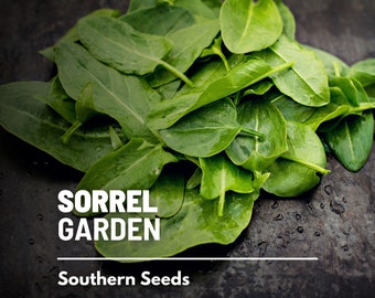 Sorrel, Garden - 200 Seeds - Heirloom Herb, Medicinal & Culinary Plant, Lemon-like Flavor, Non-GMO (Rumex acetosa)