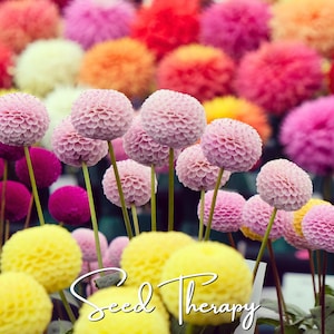 May include: A vibrant collection of pompon dahlias in shades of pink, yellow, and deep red, featuring tightly packed, spherical petals on slender green stems. The text "Seed Therapy" is written in a white cursive script across the lower portion.