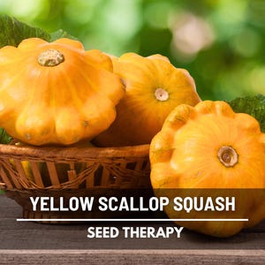 Scallop Yellow Bush Squash Seeds – Heirloom Summer Squash, Open Pollinated, Non-GMO, Easy to Grow, Garden Favorite | 25 Seeds