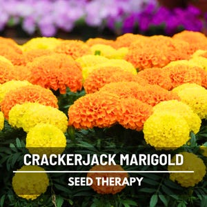 Crackerjack Marigold Seeds (African) – Heirloom Flower, Giant Blossoms, Late Season Bloomer and Vibrant Color | 100 Seeds