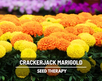 Crackerjack Marigold Seeds (African) – Heirloom Flower, Giant Blossoms, Late Season Bloomer and Vibrant Color | 100 Seeds