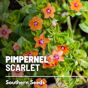 Pimpernel, Scarlet 100 Seeds Heirloom Flower Vibrant Scarlet Red Blooms that Spread Anagallis arvensis image 2