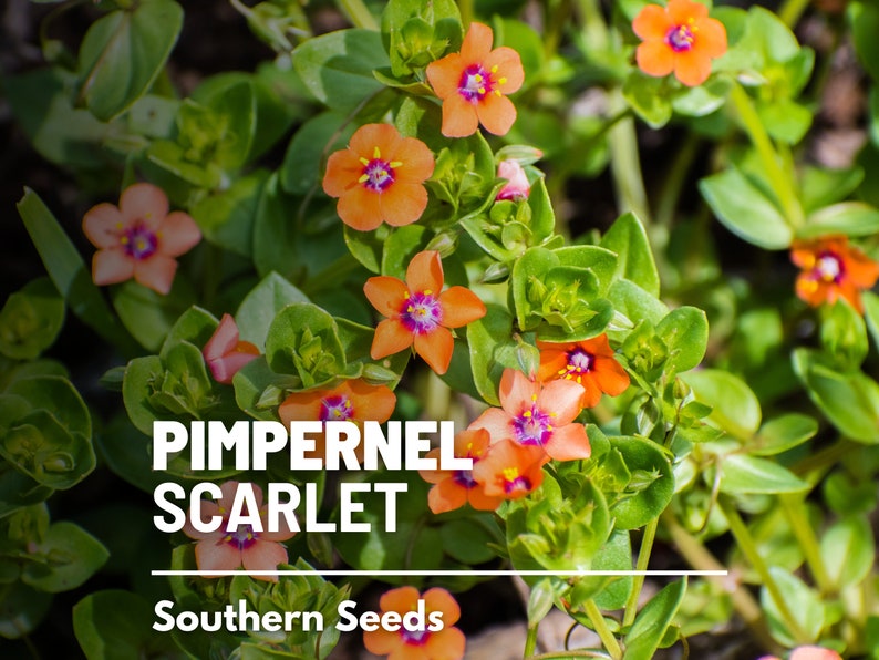 Pimpernel, Scarlet 100 Seeds Heirloom Flower Vibrant Scarlet Red Blooms that Spread Anagallis arvensis image 2