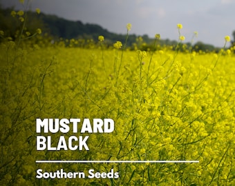 Mustard, Black - 500 Seeds - Heirloom Herb - Culinary and Herbal Spice (Brassica nigra)
