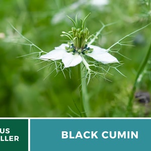 May include: A white flower with delicate, feathery petals and a green center. The flower is called Black Cumin and is a popular herb used in cooking and medicine.
