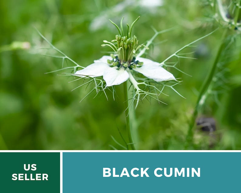 May include: A white flower with delicate, feathery petals and a green center. The flower is called Black Cumin and is a popular herb used in cooking and medicine.