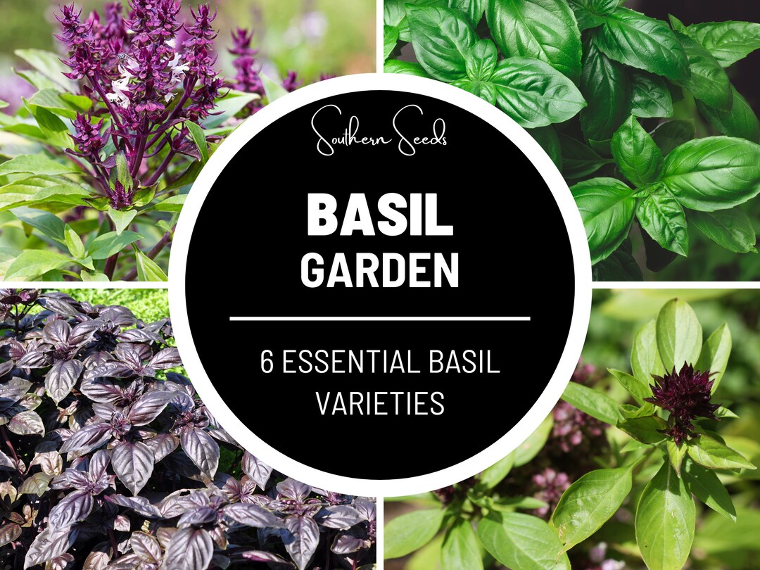 Basil Seed Collection 6 Varieties Heirloom Herb Seeds Open Pollinated Nongmo Etsy