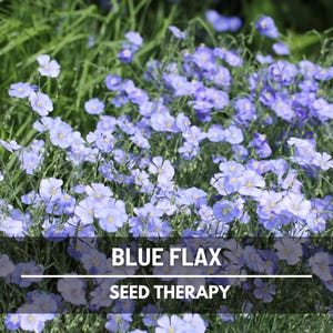 Blue Flax Seeds (Prairie Flax) – Heirloom Flower, Bright Blue Blooms, Easy to Grow, Pollinator Friendly Garden | 100 Seeds
