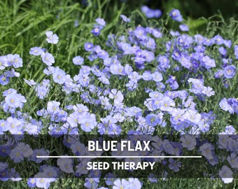 Blue Flax Seeds (Prairie Flax) – Heirloom, Bright Blue Blooms, Easy to Grow (100 Seeds)