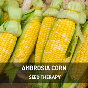 Harvested Ambrosia Corn cobs stacked together – Seed Therapy