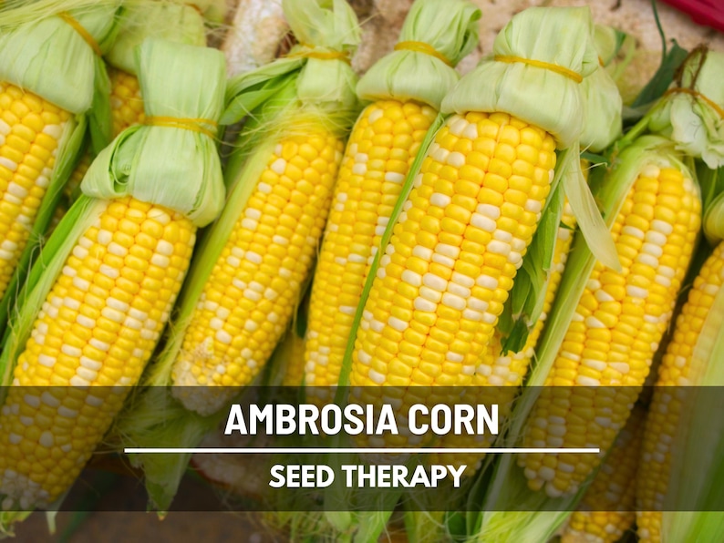 Harvested Ambrosia Corn cobs stacked together – Seed Therapy