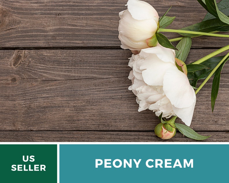 May include: Three white peony flowers with green stems on a brown wooden background. The text "PEONY CREAM" is displayed on a teal background.