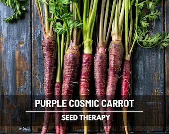 Cosmic Purple Carrot Seeds, Purple Skin and Orange Core, Sweet Snacking Carrot, Heirloom, 250 Seeds