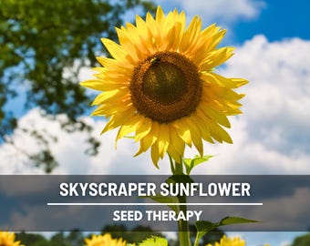 Skyscraper Sunflower Seeds – Heirloom, Enormous Sunflowers, Non-GMO, Giant Blooms, Easy to Grow | 25 Seeds