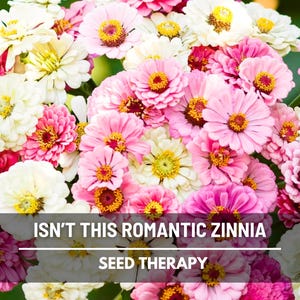 May include: A vibrant bouquet of zinnias in shades of pink, white, and yellow. The flowers have layered petals and a bright yellow center. Text on the image reads "ISN'T THIS ROMANTIC ZINNIA" and "SEED THERAPY".