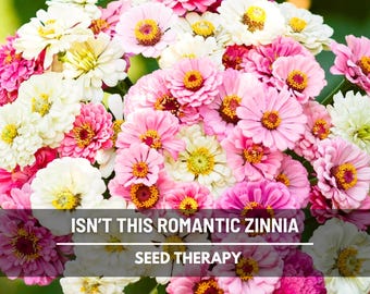 Puede incluir: Un vibrante ramo de zinnias en tonos rosa, blanco y amarillo. Las flores tienen pétalos en capas y un centro amarillo brillante. El texto en la imagen dice "ISN'T THIS ROMANTIC ZINNIA" y "SEED THERAPY".