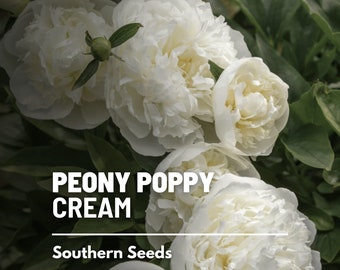 Peony Poppy, Cream - 100 Seeds - Heirloom Flower - Creamy White Blooms - Ruffled, Double Petals (Papaver paeoniflorum)