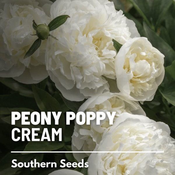Peony Poppy, Cream - 100 Seeds - Heirloom Flower - Creamy White Blooms - Ruffled, Double Petals (Papaver paeoniflorum)
