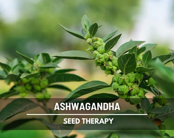 Ashwagandha Seeds – Heirloom Wellness Herb, Indian Ginseng (50 Seeds)