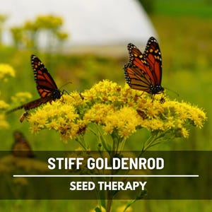 Stiff Goldenrod Seeds – Heirloom, Elegant Yellow Blooms, Native Wildflower, Pollinator Friendly Flower, Easy to Grow | 100 Seeds