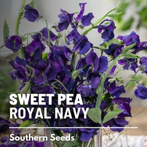 Sweet Pea, Royal Navy Blue - 25 Seeds - Heirloom Flower, Sweet Fragrance, Vining Plant, Garden Gift (Lathyrus odoratus)