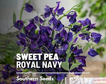 Sweet Pea, Royal Navy Blue - 25 Seeds - Heirloom Flower, Sweet Fragrance, Vining Plant, Garden Gift (Lathyrus odoratus)