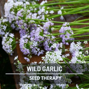 May include: Close-up of wild garlic flowers with white and lavender blooms and long green stems. The text "Wild Garlic Seed Therapy" is displayed at the bottom of the image.