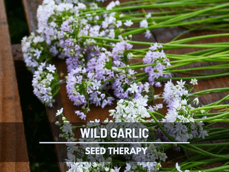 May include: Close-up of wild garlic flowers with white and lavender blooms and long green stems. The text "Wild Garlic Seed Therapy" is displayed at the bottom of the image.