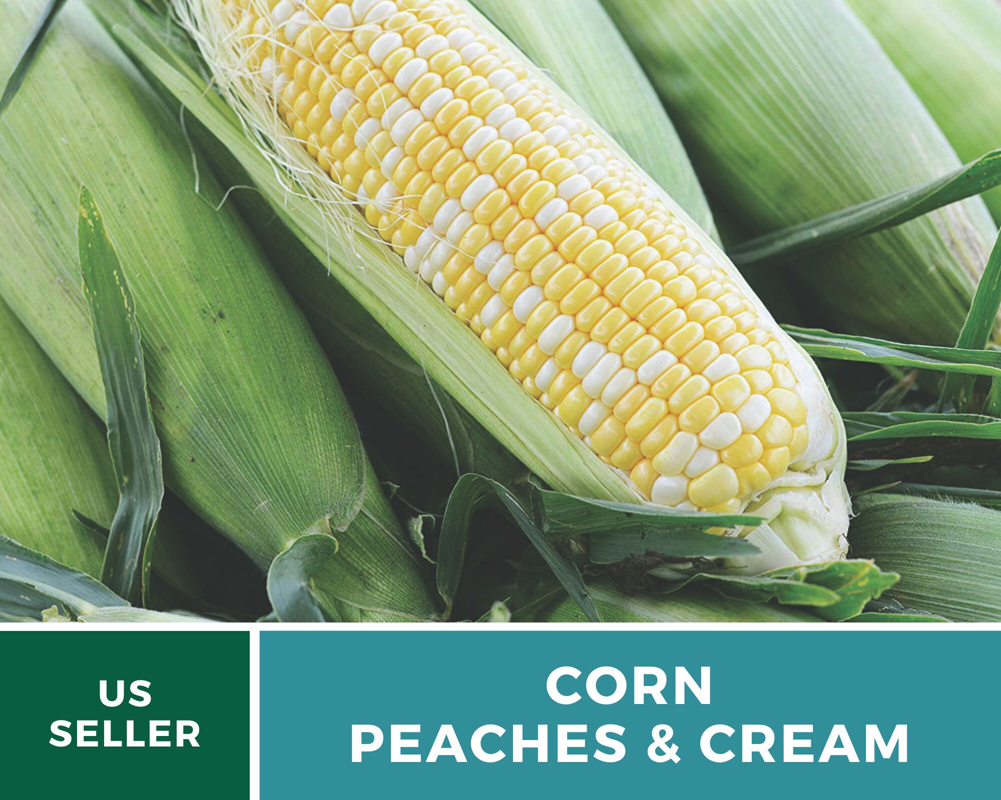 Corn Peaches & Cream 60 Seeds Grow Your Own Heirloom Etsy