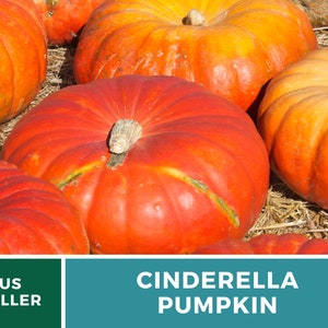 May include: A group of large, orange Cinderella pumpkins. The pumpkins are sitting on a bed of straw. The text "CINDERELLA PUMPKIN" is displayed on a teal background.