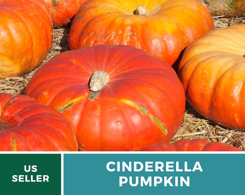 May include: A group of large, orange Cinderella pumpkins. The pumpkins are sitting on a bed of straw. The text "CINDERELLA PUMPKIN" is displayed on a teal background.