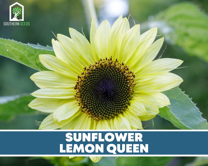 Sunflower Garden Seed Collection 6 Varieties Heirloom Etsy