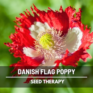 Danish Flag Poppy Seeds – Heirloom Flower, Ruffled Red Petals with White Cross, Non-GMO, Unique Garden Gift | 100 Seeds