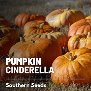 Pumpkin, Cinderella - 10 Seeds - Heirloom Vegetable - Open Pollinated - Non-GMO (Cucurbita maxima)