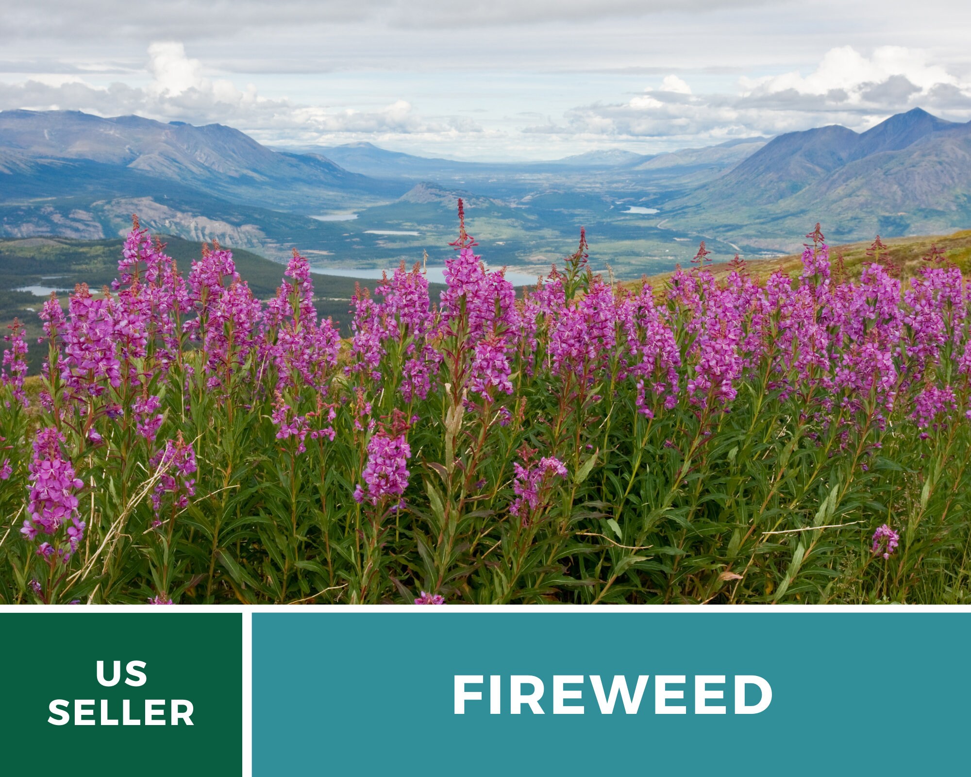 thumbnail image 2 of Fireweed (Epilobium Angustifolium ) - Earthbeat Seeds 2 of 14
